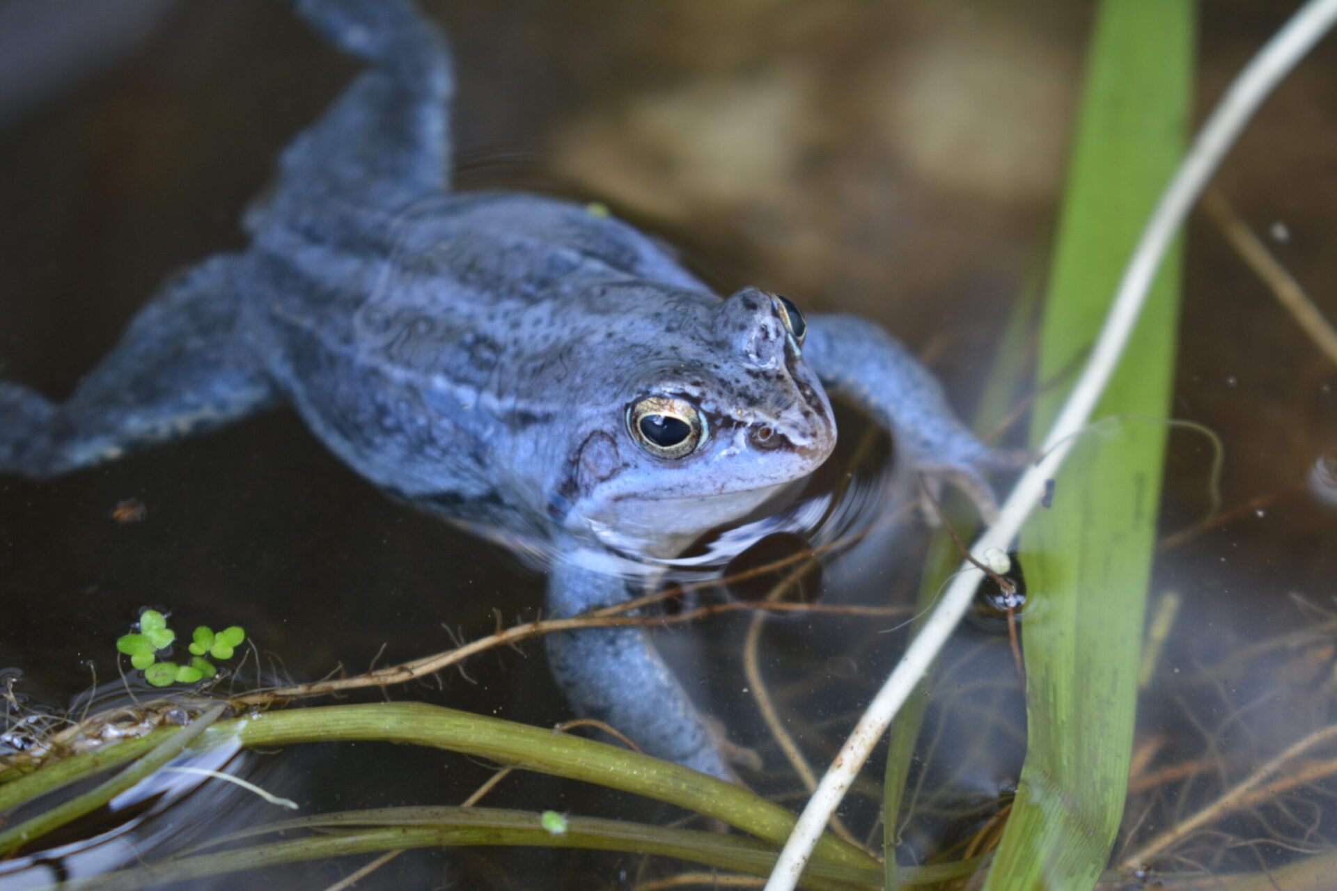 frog in water