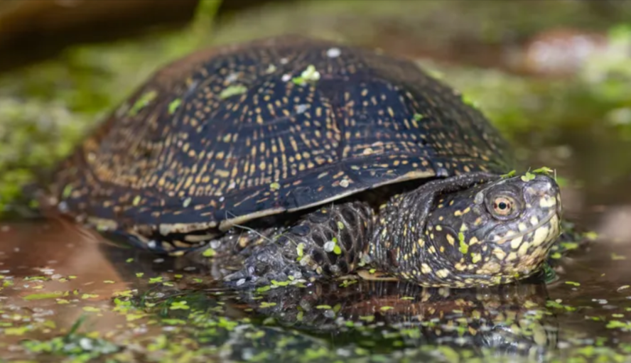 European Pond Turtle