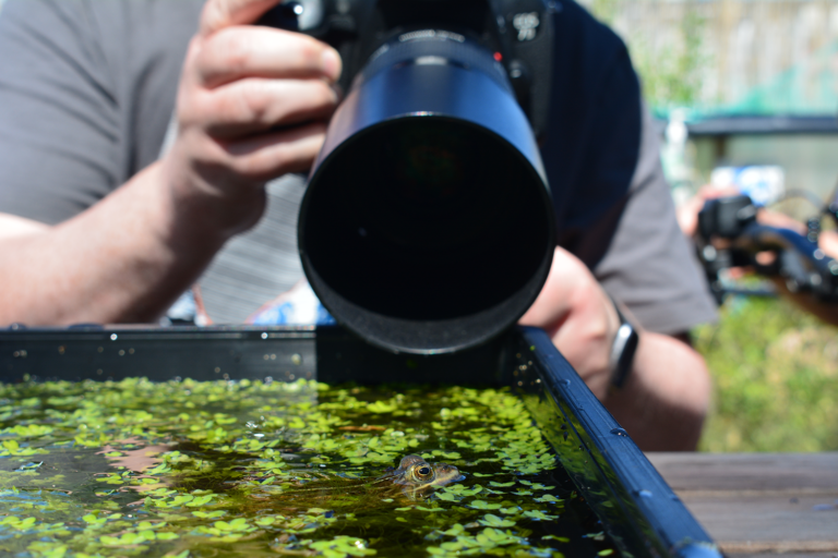 photographer taking close up picture of frog in water