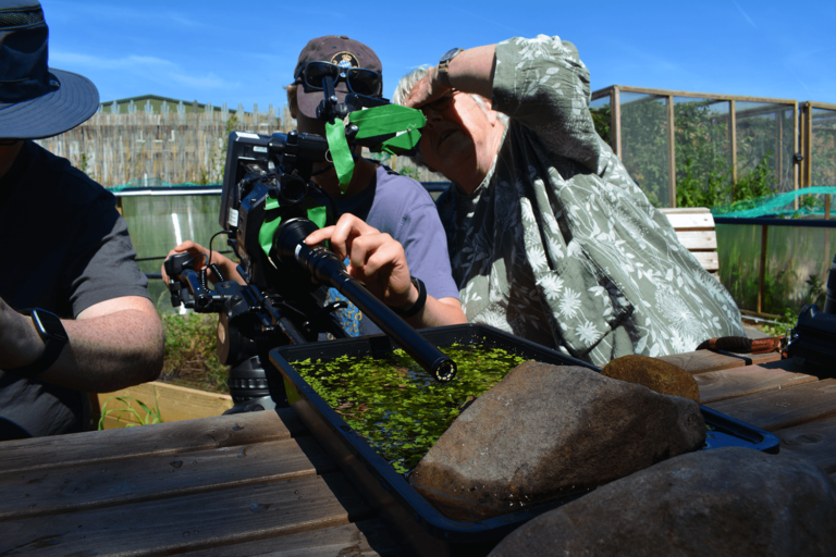 media team taking a close-up video of a frog in water