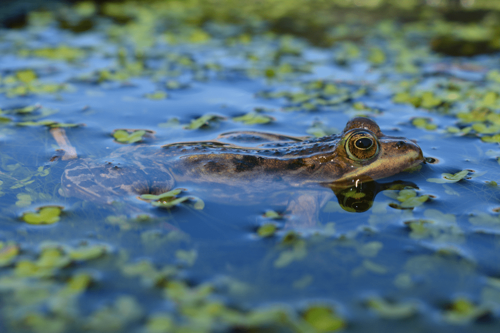 close-up of a frog in water