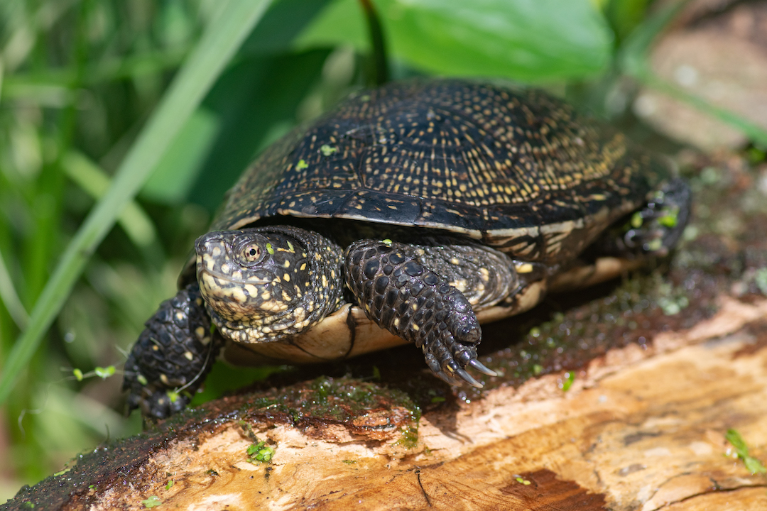 European pond turtle