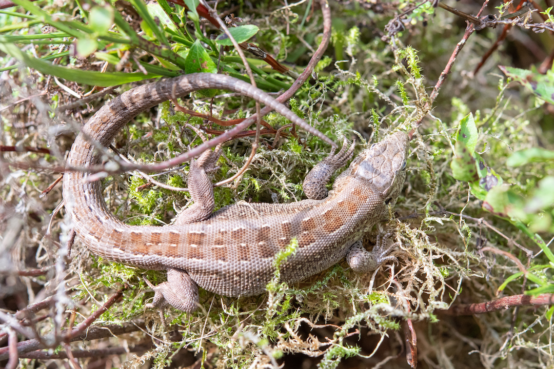 sand lizard