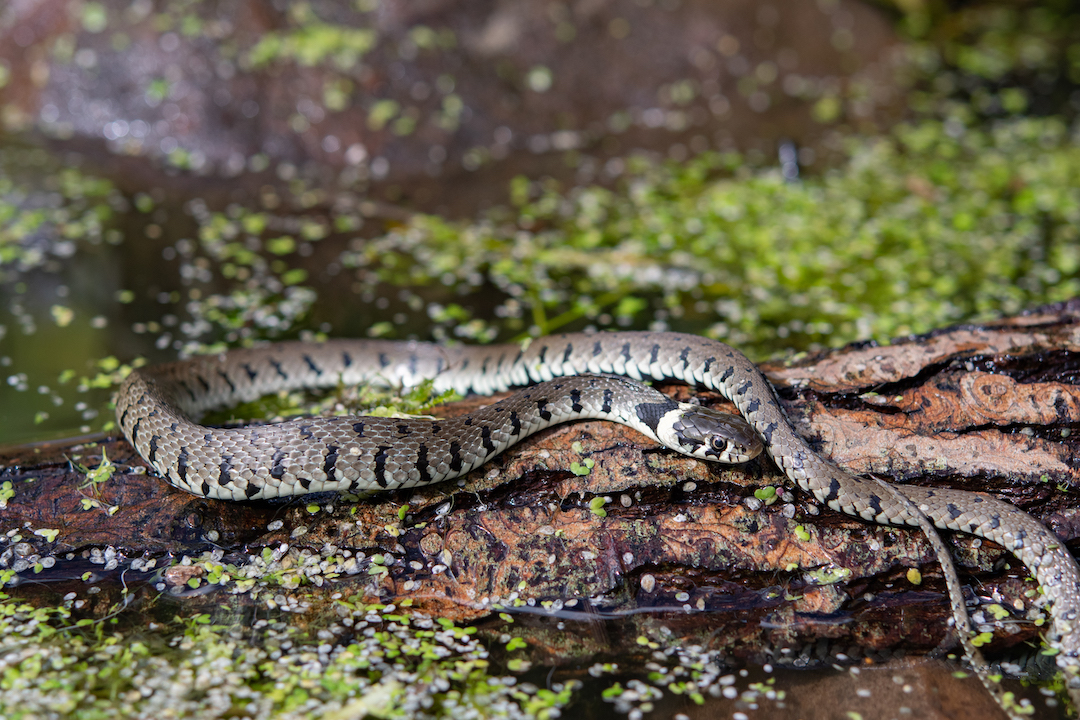 Grass snake