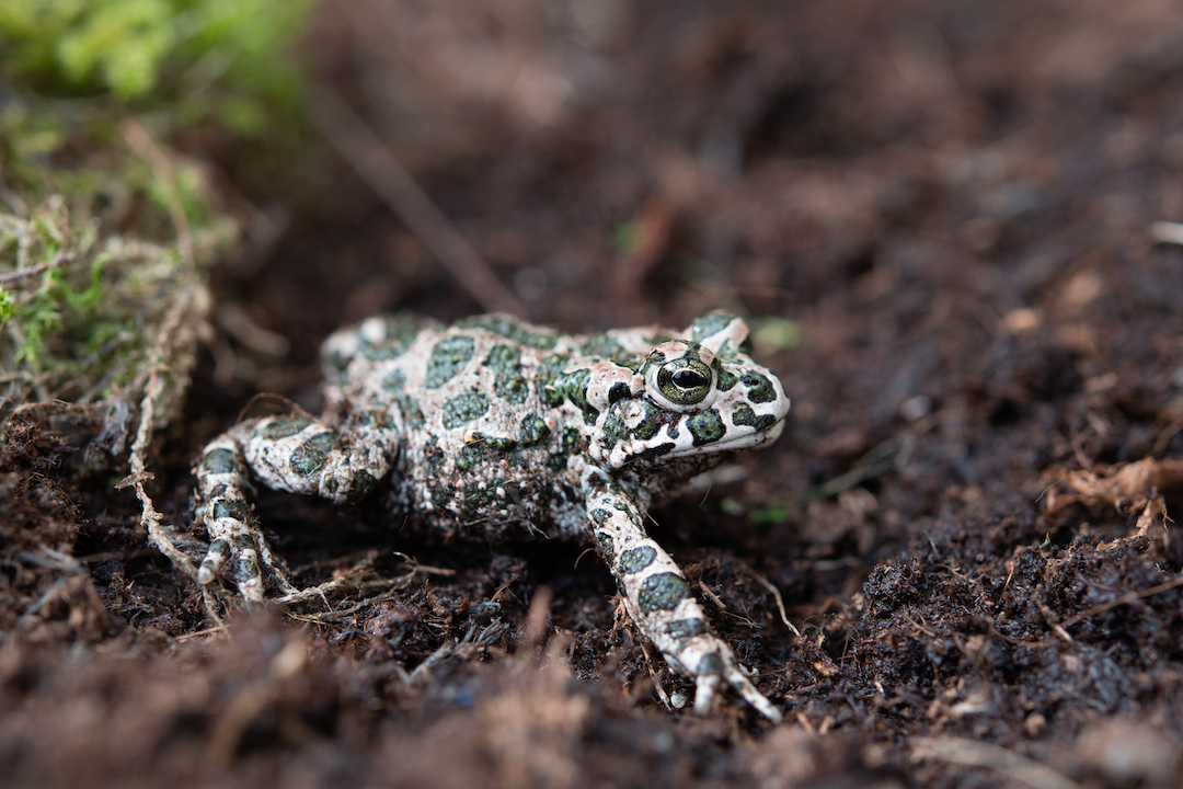 Green toad