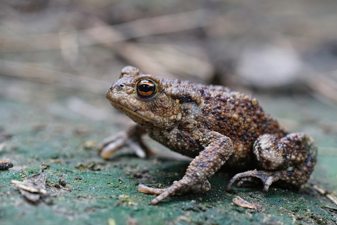 An adult Common European Toad, Bufo Bufo, sitting on the ground in the garden