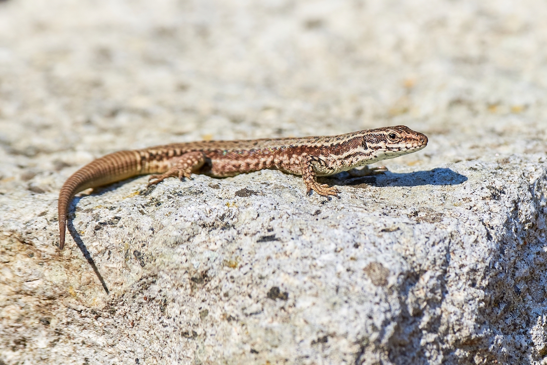 Common Wall Lizard