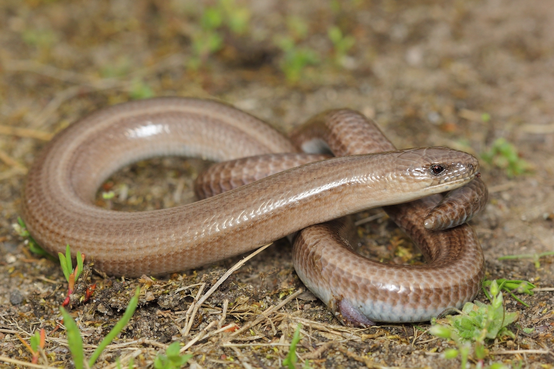 Slow Worm