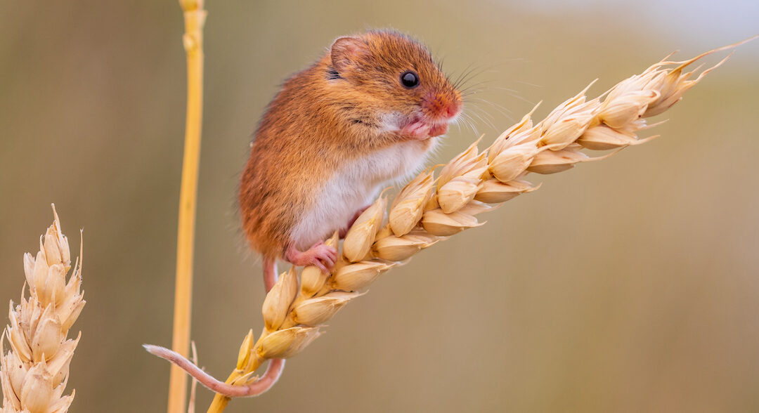 European Harvest Mouse