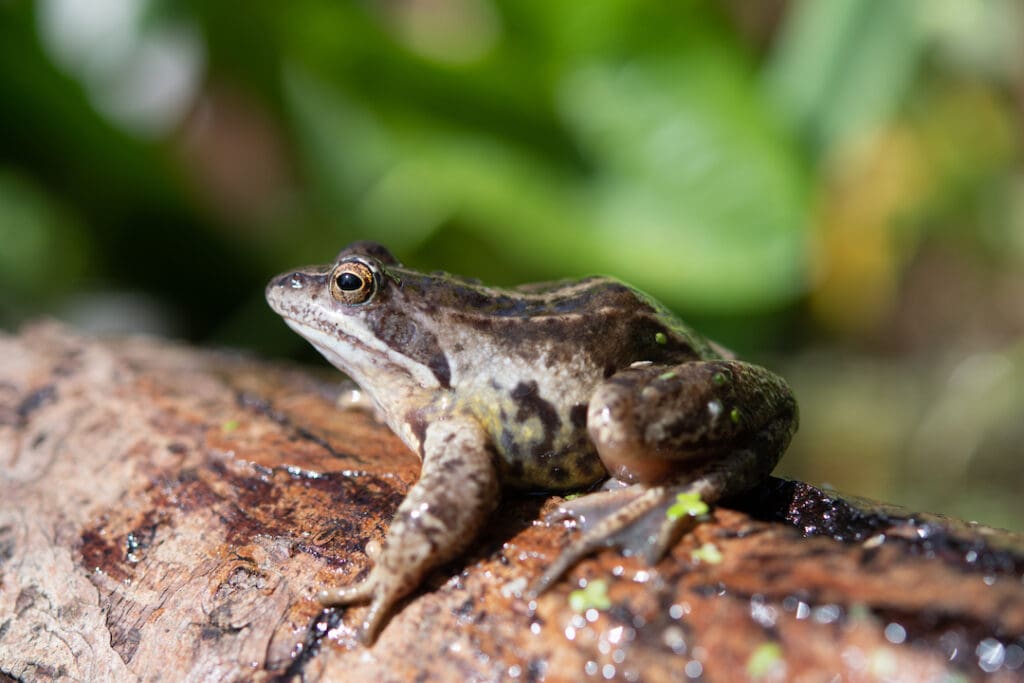 Moor frog