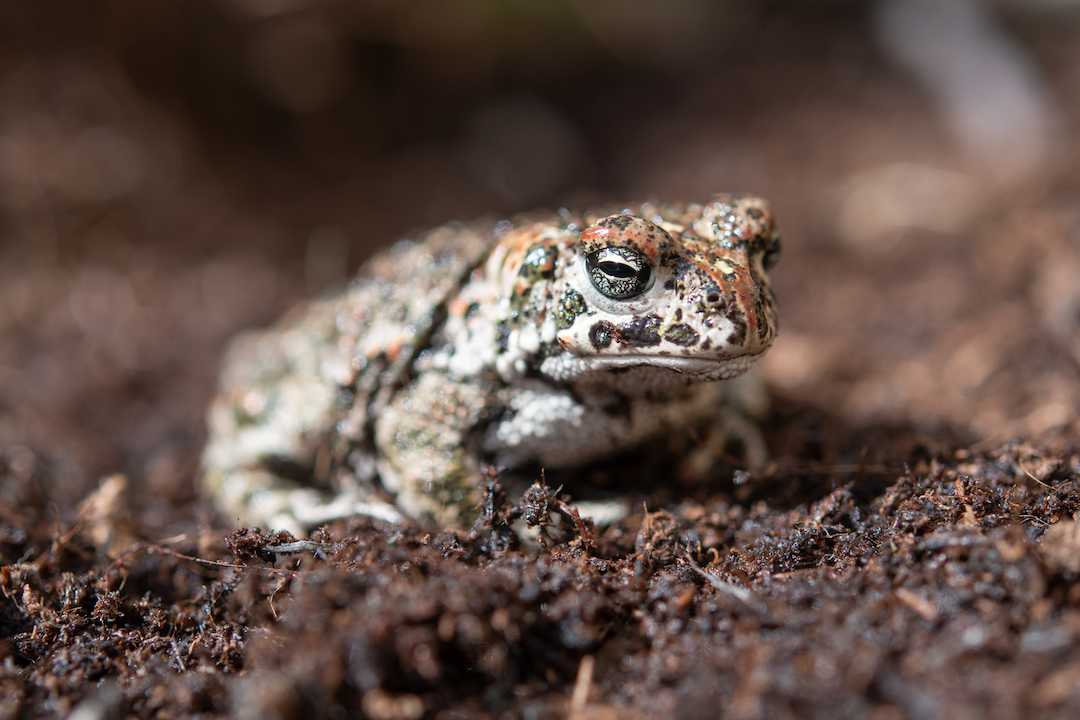 Natterjack toad