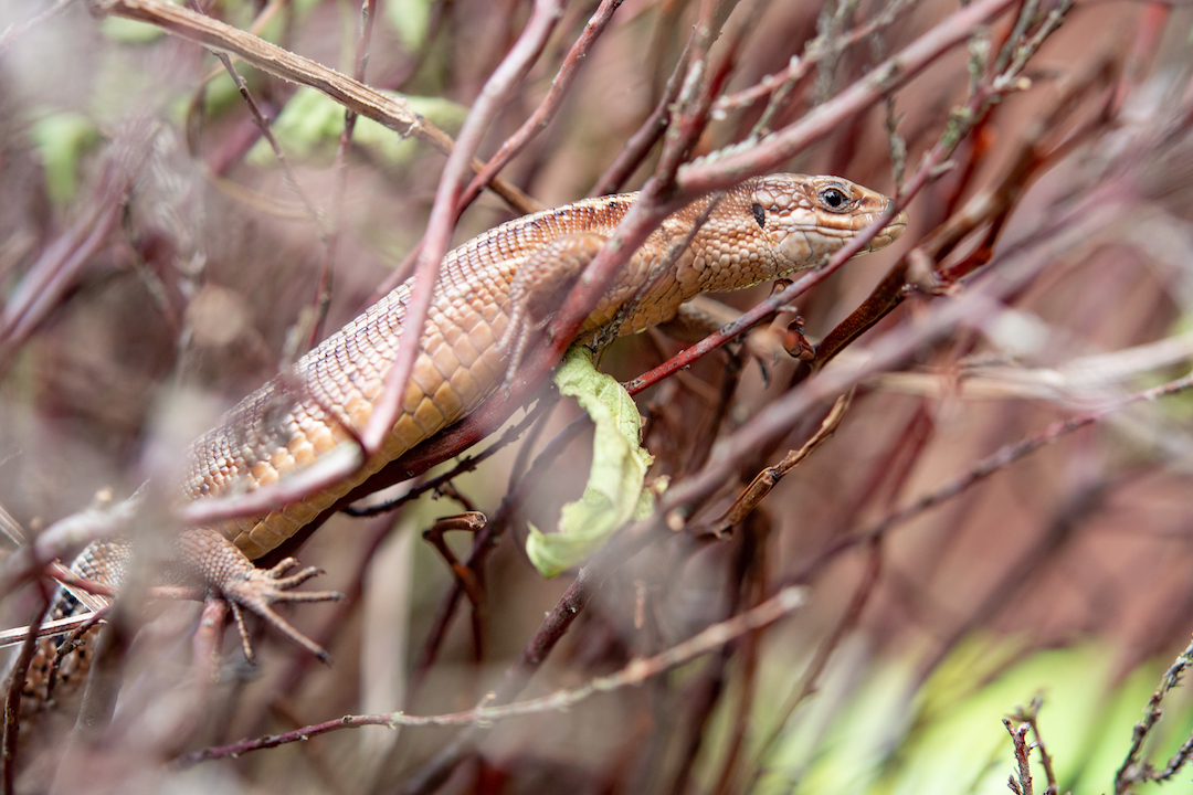 common lizard