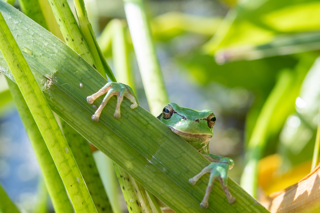 european tree frog