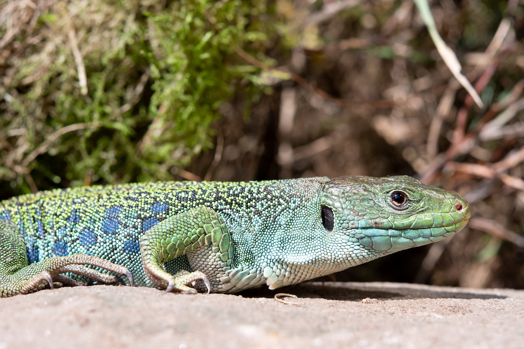 Eyed Lizard