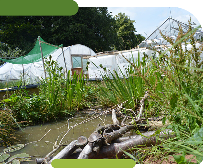 habitat at Celtic Rewilding