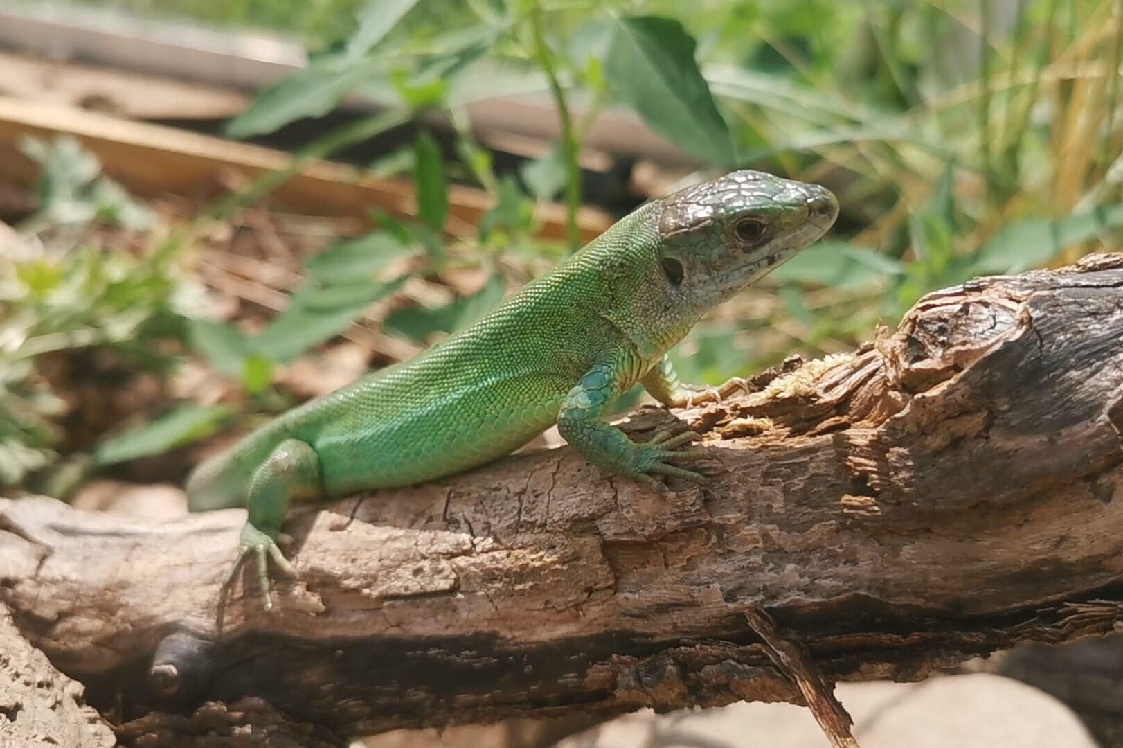 western green lizard