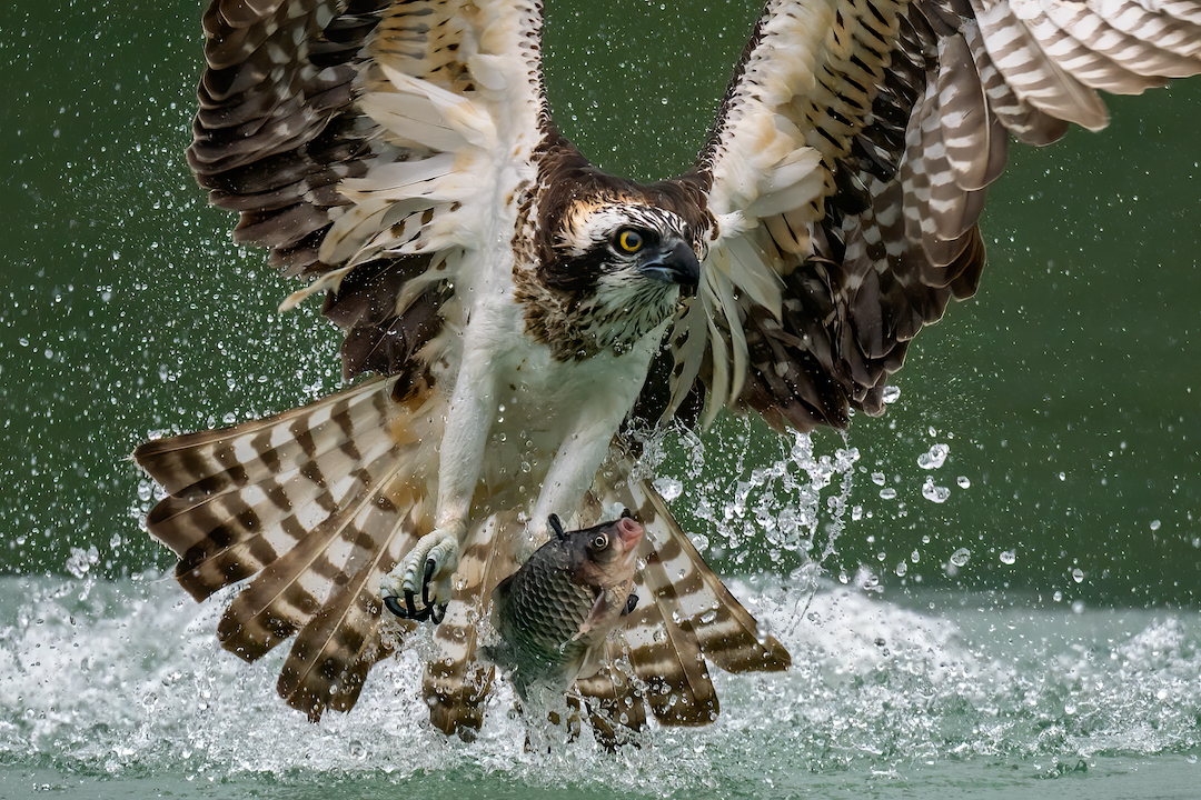 Sea Hawk