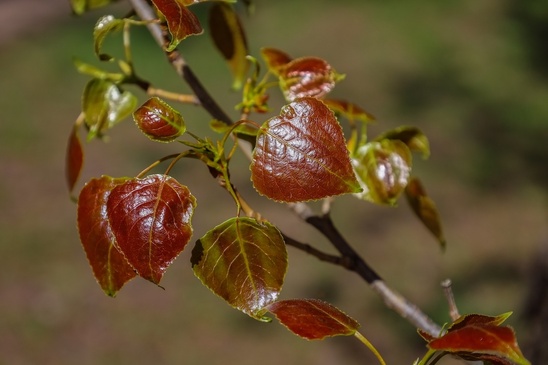 Black Poplar