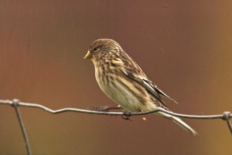 Twite