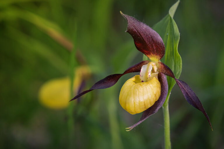 Cypripedium