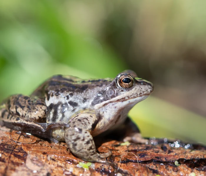 Moor frog-3